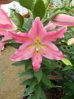 [5357 Uluru DJ No02.JPG]